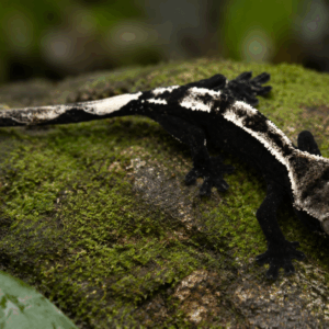 CRESTED GECKO AXANTHIC (Correlophus Ciliatus)
