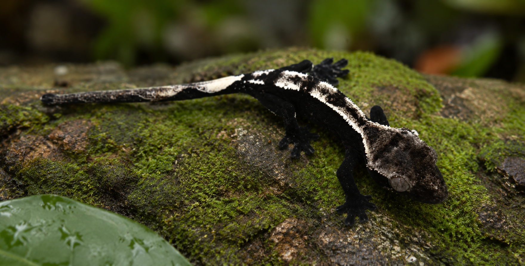 CRESTED GECKO AXANTHIC (Correlophus Ciliatus)