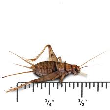 CRICKETS '1/2' ($20 Cents Each)