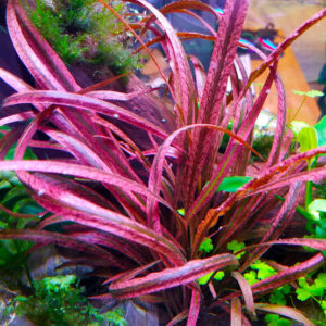 Cryptocoryne spiralis 'Red'