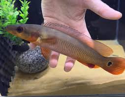 DWARF PIKE CICHILD (Crenicichla sp "Rio Atabapo")
