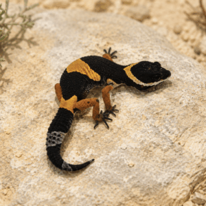 EAST INDIAN LEOPARD GECKO (Eublepharis hardwickii)