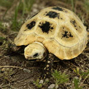 ELONGATED TORTOISE (Indotestudo Elongata)