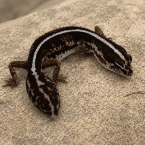 FAT TAILED GECKO REGEN TAILS Hemitheconyx caudicinctus