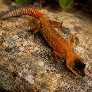 GOLDEN BLIZZARD LEOPARD GECKO (Eublepharis macularius)