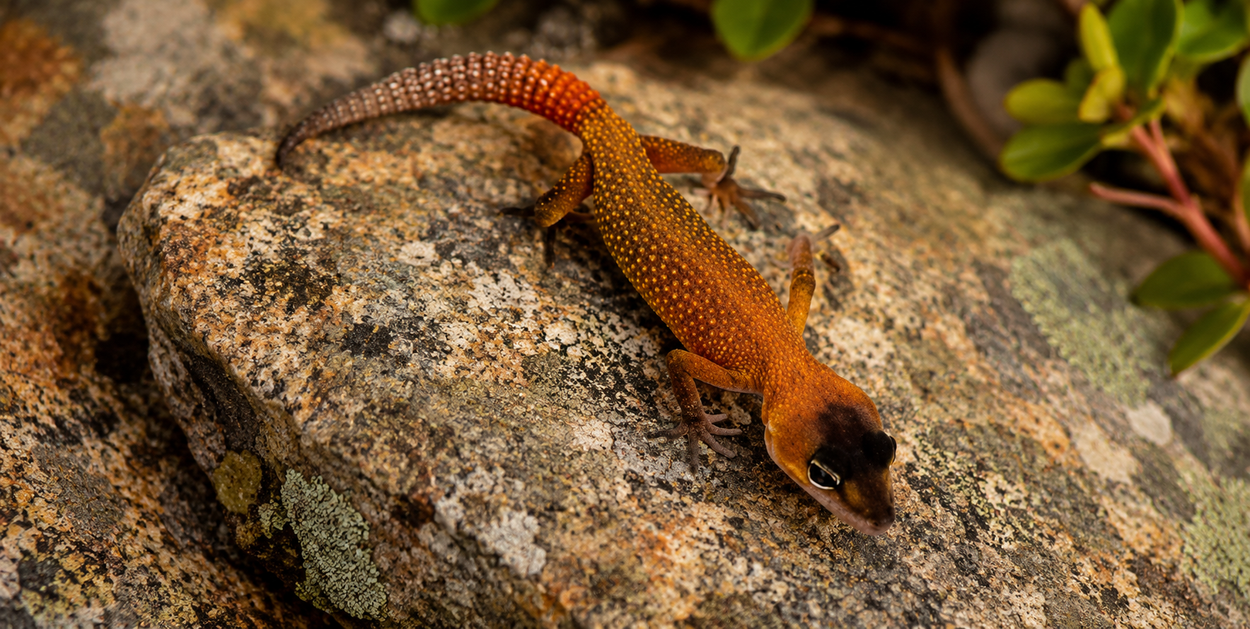GOLDEN BLIZZARD LEOPARD GECKO (Eublepharis macularius)