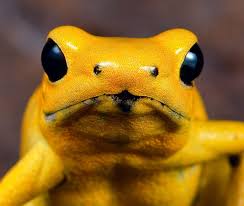 GOLDEN POISON FROG YELLOW (Phyllobates terribilis)