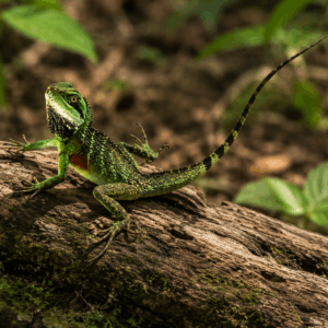 GREEN WATER DRAGON Physignathus cocincinus