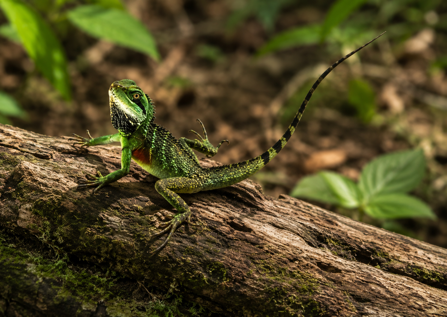 GREEN WATER DRAGON Physignathus cocincinus