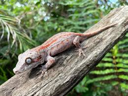 GARGOYLE GECKO FANCY ASSORTED (Rhacodactylus Auriculatus) Babies