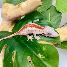 GARGOYLE GECKO FANCY ASSORTED (Rhacodactylus Auriculatus) Juvies