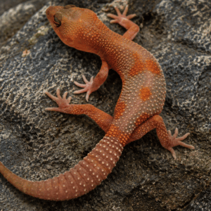 LAVA BLACK NIGHT OUTCROSSES LEOPARD GECKO (Eublepharis macularius)