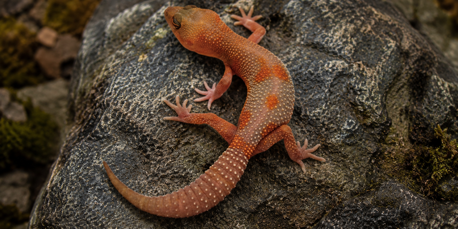 LAVA BLACK NIGHT OUTCROSSES LEOPARD GECKO (Eublepharis macularius)