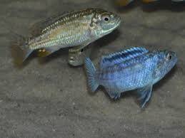 LIKOMA PEARL CICHILD (Melanochromis joanjohnsonae)
