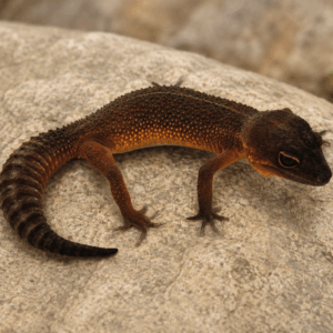 MANDARIN BLACK NIGHT RED LEOPARD GECKO Eublepharis macularius