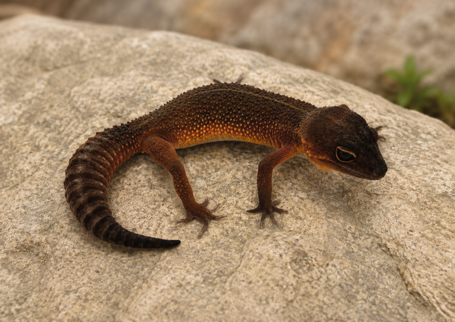 MANDARIN BLACK NIGHT RED LEOPARD GECKO Eublepharis macularius