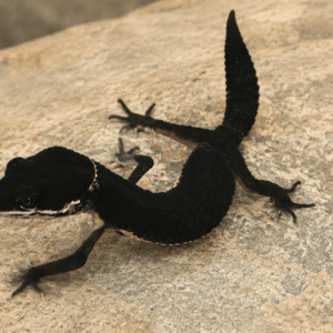 MELANISTIC DARK LEOPARD GECKO (Eublepharis macularius)