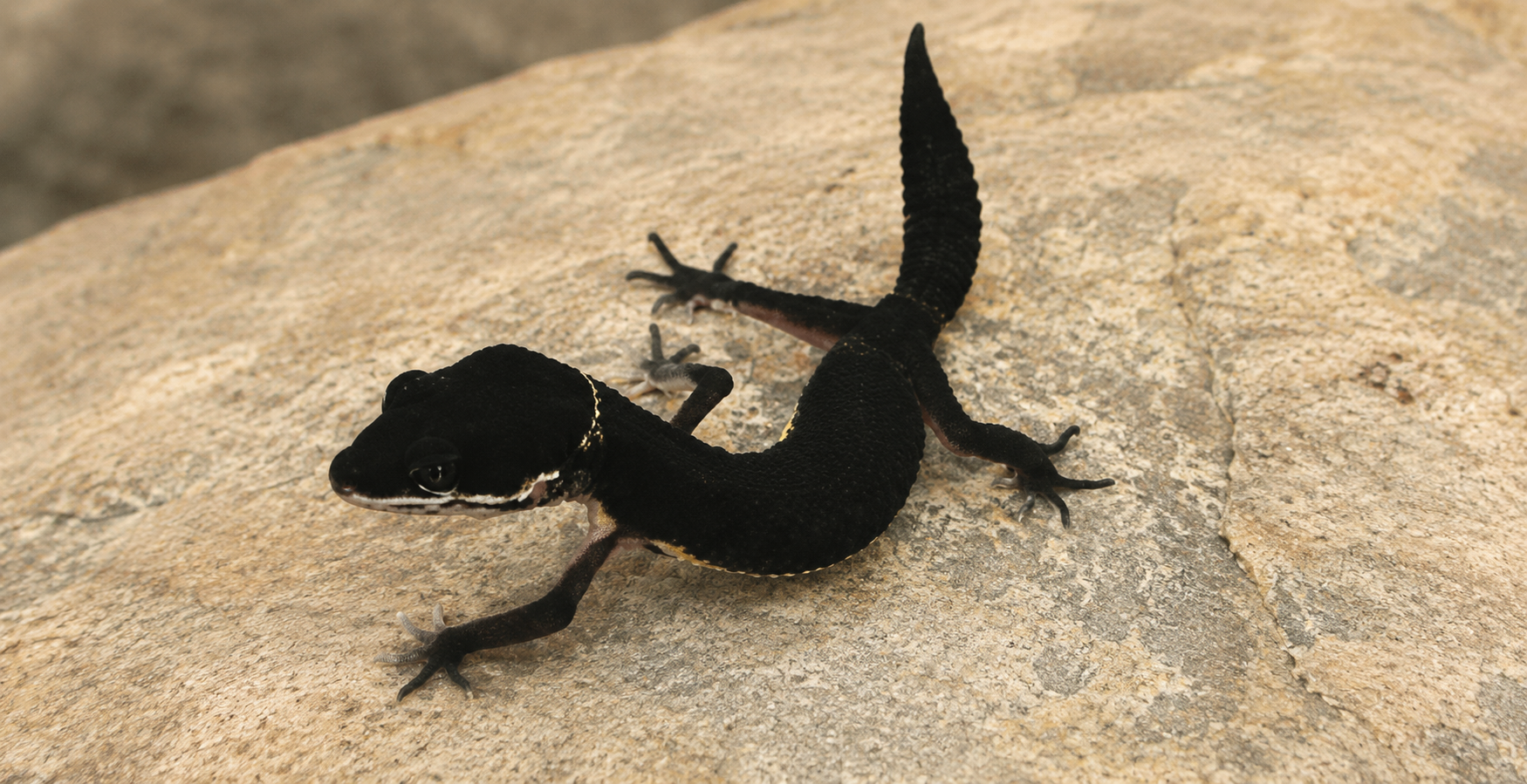 MELANISTIC DARK LEOPARD GECKO (Eublepharis macularius)