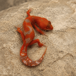 MELANISTIC ORANGE CRUSH LEOPARD GECKO (Eublepharis macularius)