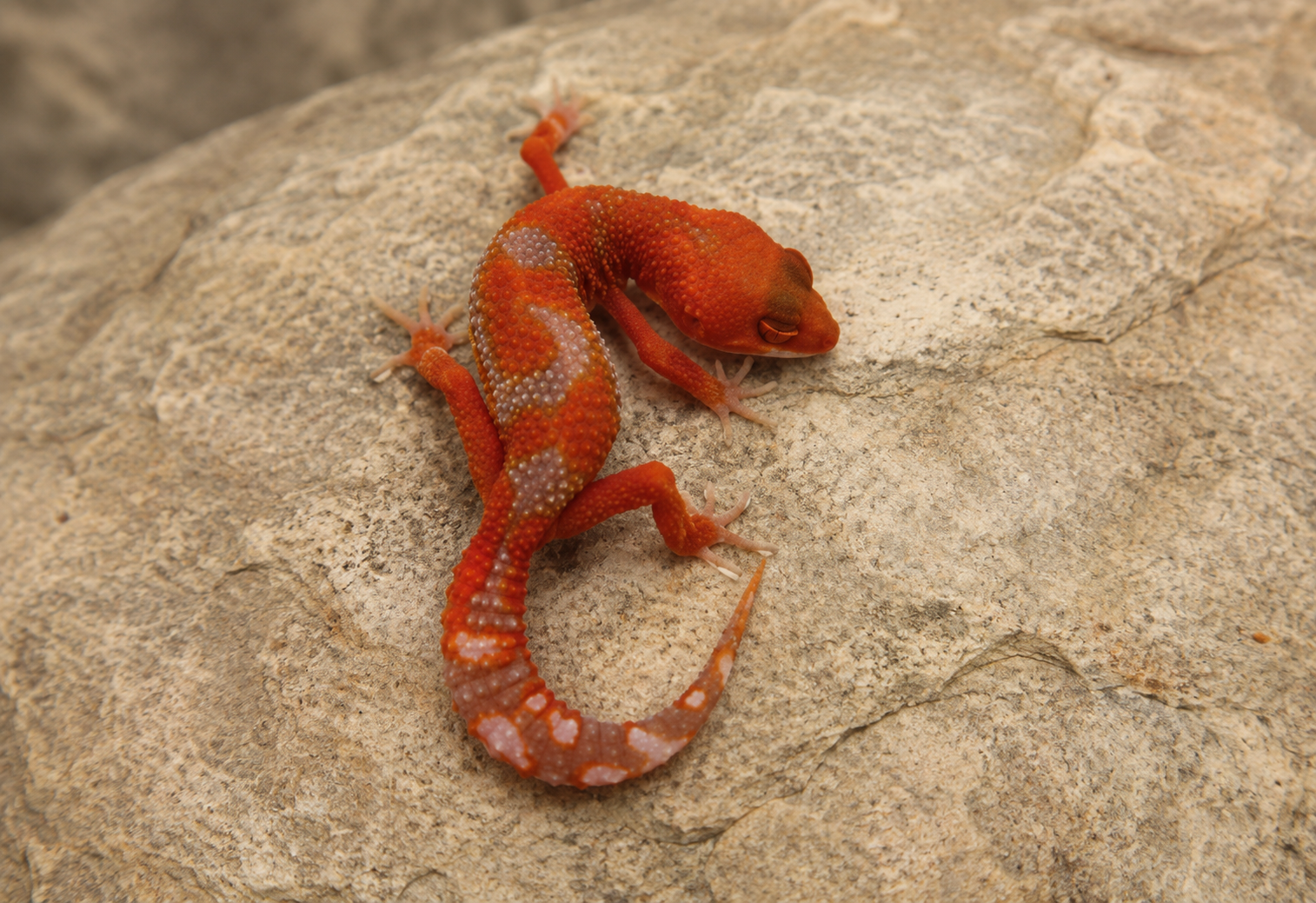 MELANISTIC ORANGE CRUSH LEOPARD GECKO (Eublepharis macularius)