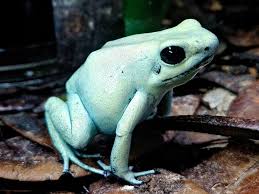MINT POISON FROG (Phyllobates terribilis)