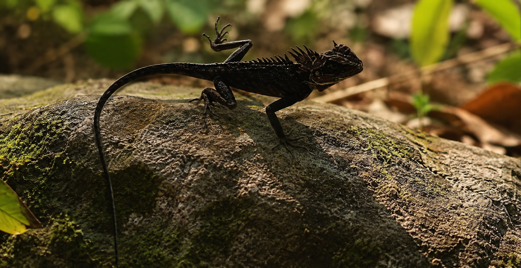 NATAL’S HORNED DRAGON (Acanthosaura nataliae)