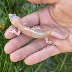 NIGHT LIGHT FANCY LEOPARD GECKO