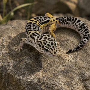 SATPURA LEOPARD GECKO (Eublepharis satpuraensis)