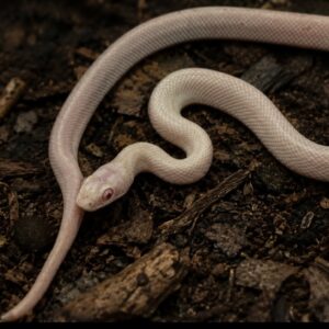 TEXAS RAT SNAKE ALBINO LEUCISTIC (Elaphe obsoleta lindheimeri)