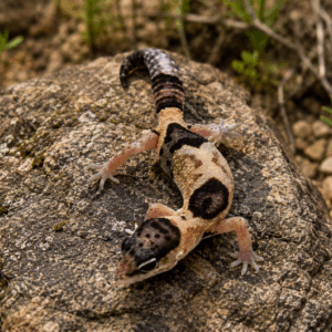 WHITE OUT FAT TAILED GECKO (Hemitheconyx caudicinctus)