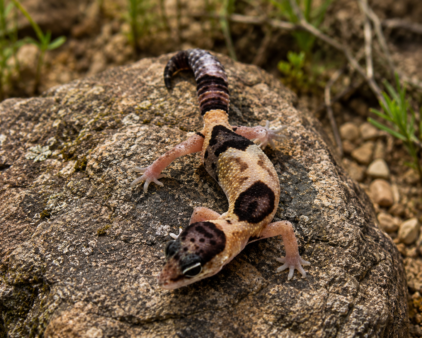 WHITE OUT FAT TAILED GECKO (Hemitheconyx caudicinctus)