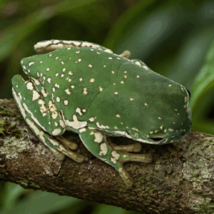 WHITE’S TREE FROG SNOWFLAKE (Litoria caerulea)