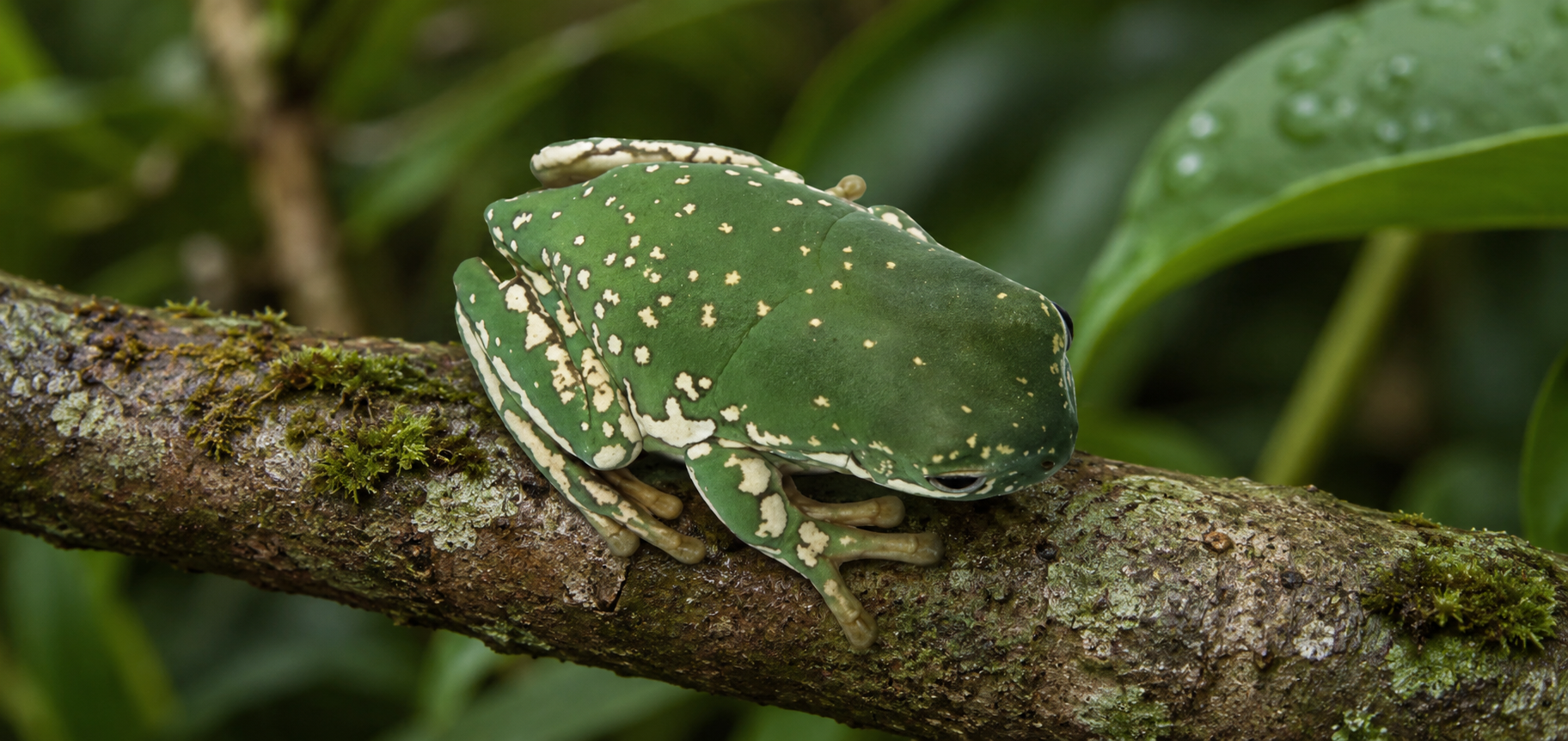 WHITE’S TREE FROG SNOWFLAKE (Litoria caerulea)