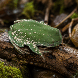 WHITE’S TREE FROG SUPER SNOWFLAKE (Litoria caerulea)