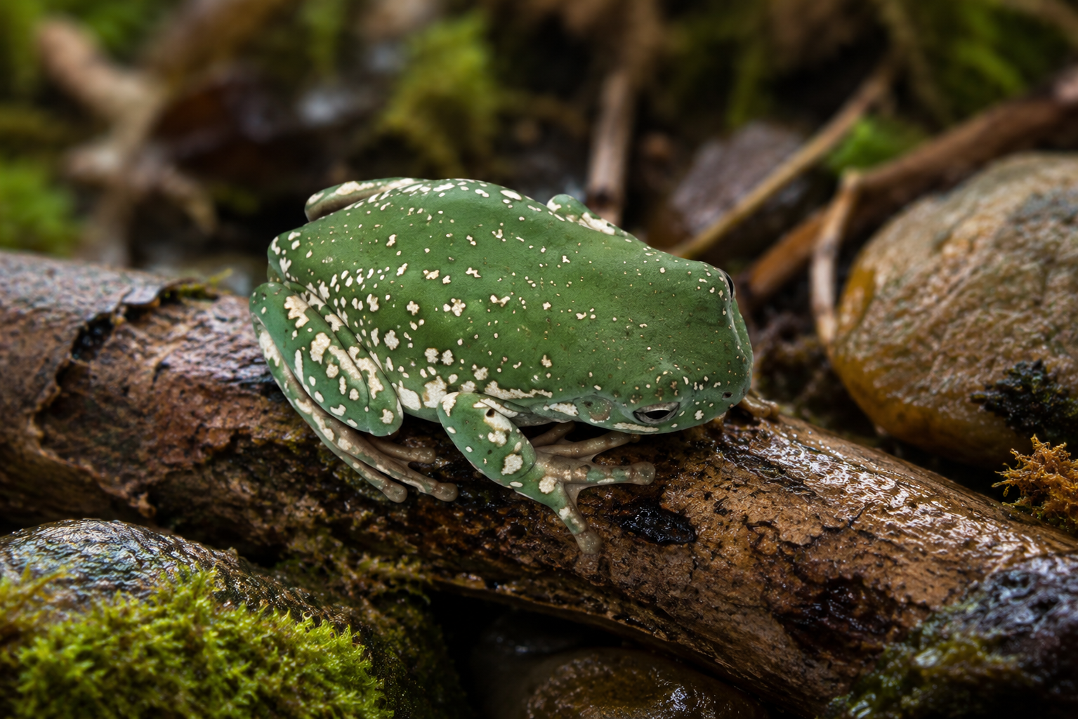 WHITE’S TREE FROG SUPER SNOWFLAKE (Litoria caerulea)