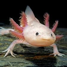 AXOLOTL (Ambystoma mexicanum)