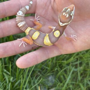 BLACK WATER FANCY LEOPARD GECKO (Actual picture of Gecko)