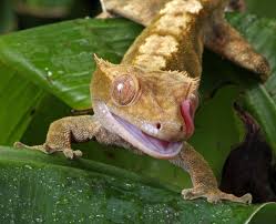 CRESTED GECKO (Correlophus Cilitus)