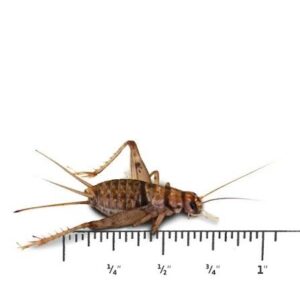 Crickets 3/4 Qty’s Available for special orders – 50 / 100 / 250 / 500 / 1000) In-Store Pick up