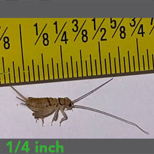 Crickets 1/4 Qty’s Available for special orders – 50 / 100 / 250 / 500 / 1000) In-Store Pick up