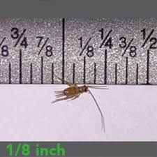 CRICKETS 1/8 PINHEADS (Minimum Qty's Available for special orders - 50 / 100 / 250 / 500 / 1000) In-Store Pick up