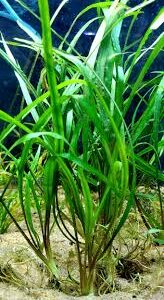 Cryptocoryne spiralis