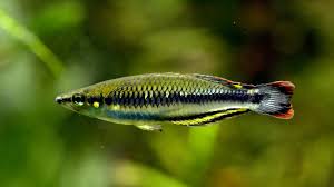 MADAGASCAR RAINBOWFISH (Bedotia madagascariensis)