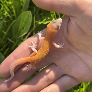 MANDARIN BLOOD EMERINE ECLIPSE FANCY LEOPARD GECKO (Actual picture of Gecko)