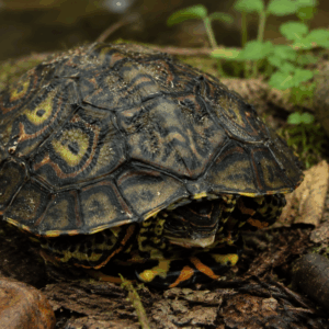 ORNATE WOOD TURTLE (Rhinoclemmys pulcherrima)