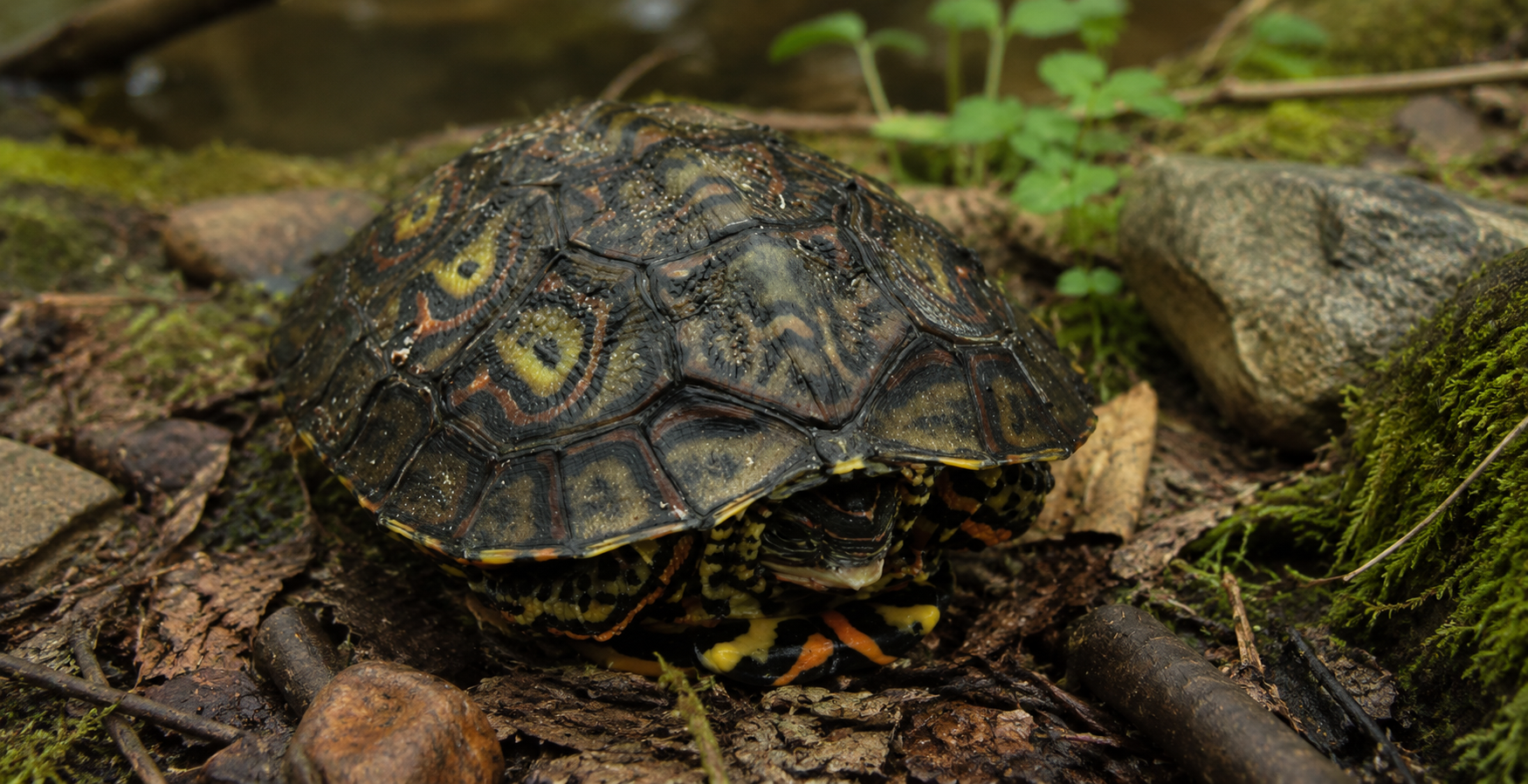 ORNATE WOOD TURTLE (Rhinoclemmys pulcherrima)