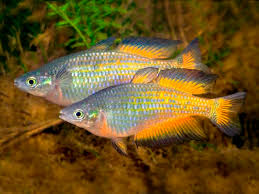 PARKINSON'S RIANBOWFISH (Melanotaenia parkinsoni) "SOLD AS PAIRS"