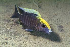 SULFER HEAD PEACOCK (Aulonocara maylandi)