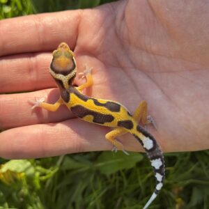TANGERINE JUNGLE FANCY LEOPARD GECKO (Actual picture of Gecko)