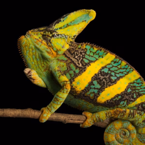VEILED CHAMELEON (Chamaeleo Calyptratus)